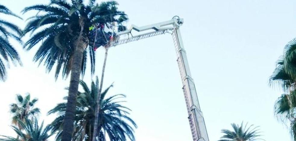 Escaleras de bomberos contra el picudo