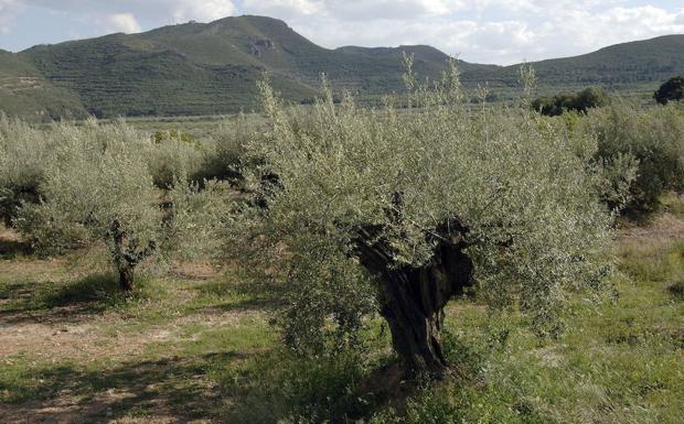 La superficie de regadío crece y ya supera a la de secano en la Comunitat