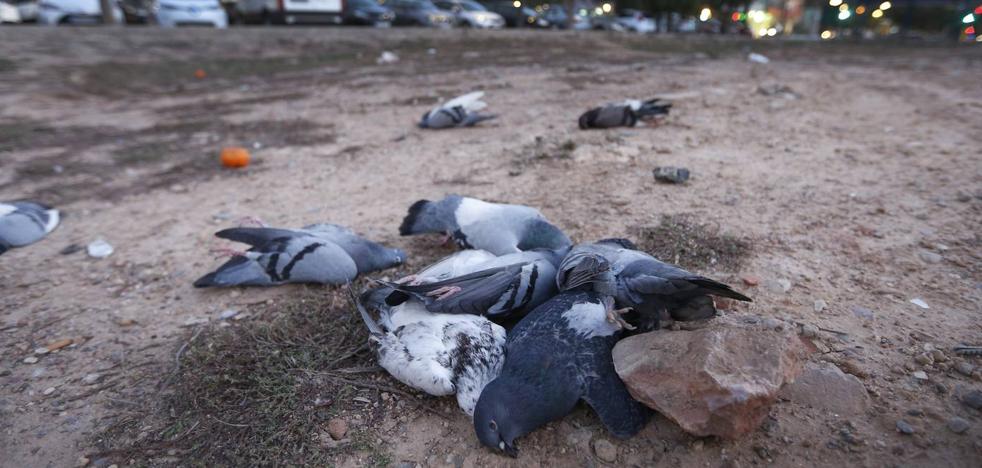 Decenas de palomas aparecen muertas en el barrio de Malilla