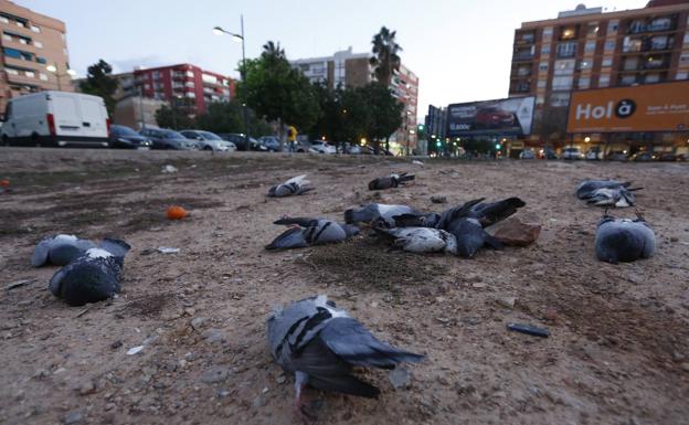 Decenas de palomas aparecen muertas en el barrio de Malilla