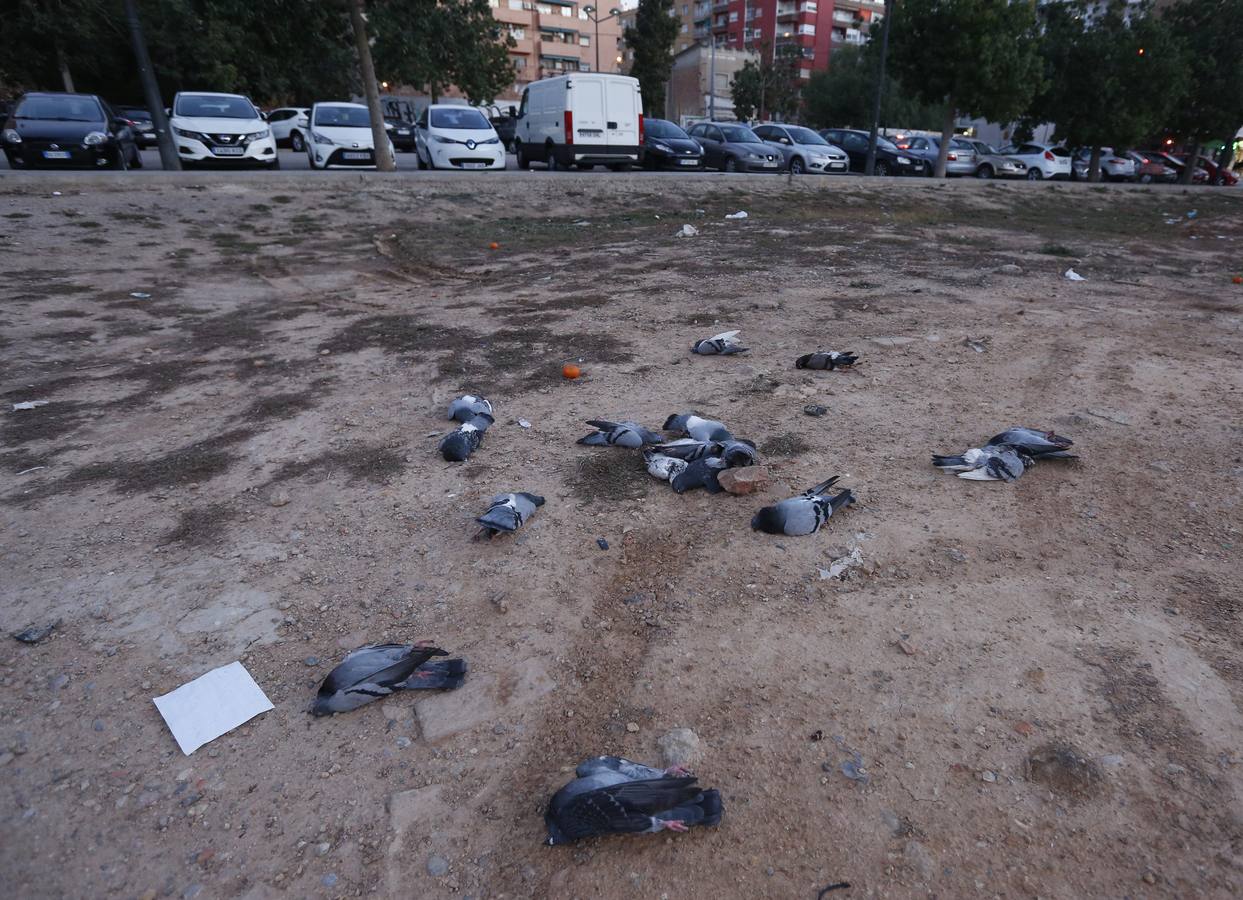 Fotos de las palomas muertas aparecidas en Malilla