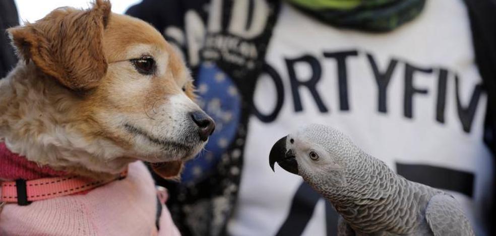 Las mascotas ocupan la calle Sagunto por San Antonio