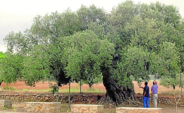 El árbol singular, monumento natural y cultural