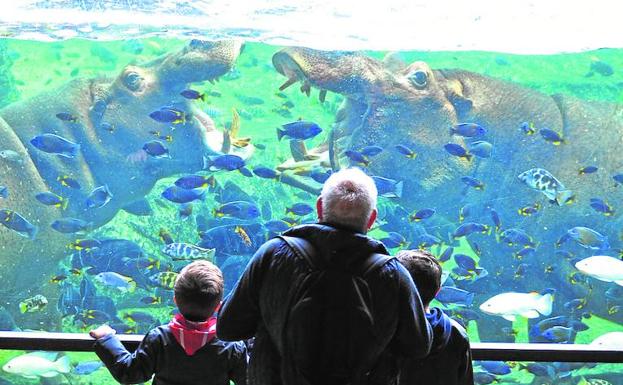 Bioparc propone ocio «con causa» en Valencia