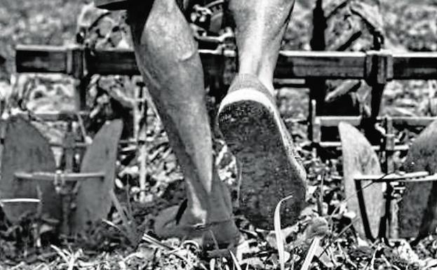 Una exposición recoge el trabajo por la agricultura de la Tira de Contar