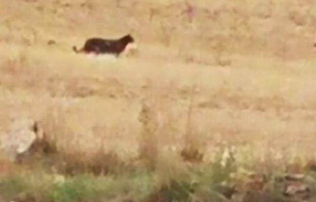 La Guardia Civil resuelve el misterio de la pantera de Guadalajara