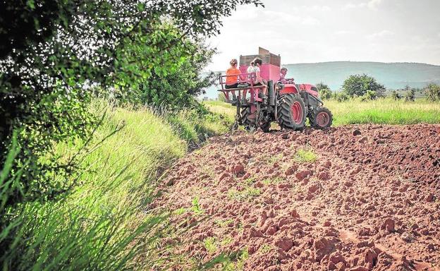 Biopenyagolosa pone en valor la calidad de la trufa de ...