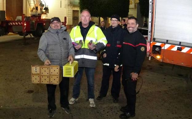 Rescatan a siete palomos deportivos en el campanario de la iglesia de Sollana