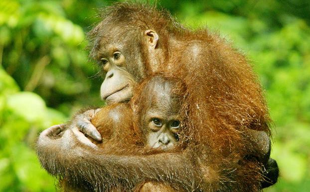 La deforestación reduce la población de orangutanes en Borneo