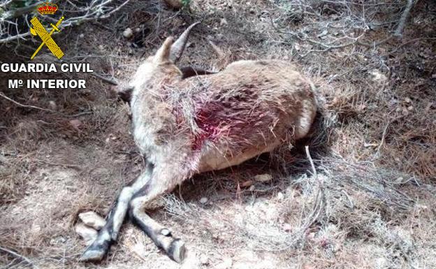 La Guardia Civil localiza cuatro cabras hispánicas muertas en unos baños públicos