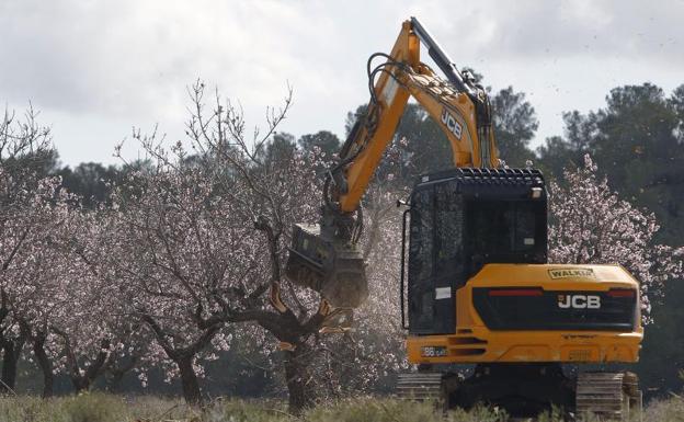 Un sexto brote de Xylella afecta a 47 parcelas de almendros en Alicante