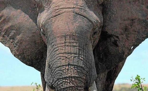 Un misterio biológico con más de un siglo de antigüedad