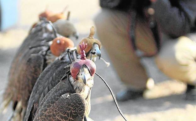 Primer plan contra el tráfico ilegal de especies