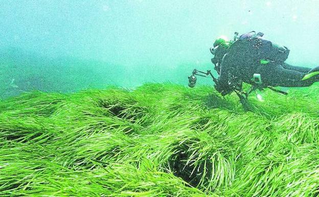 Posidonia, un ecosistema milenario en regresión