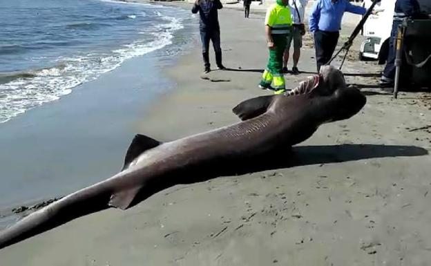 Aparece muerto un tiburón de 3,6 metros y más de 200 kilos en una playa alicantina