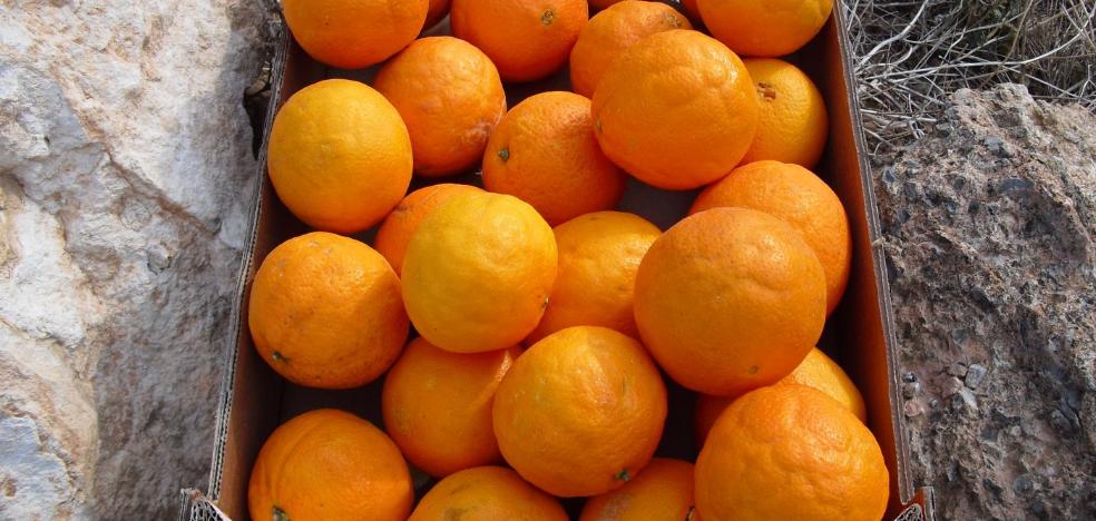 El IVIA busca la raíz genética de la clareta y el rajado de los cítricos