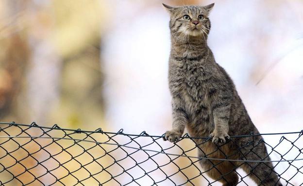 Condenada a prisión una pareja que envenenó a ocho gatos de su vecina