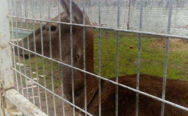 Cuenta atrás para salvar una cierva encerrada en una piscina