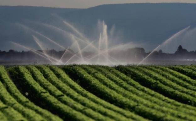 Consiguen reducir el uso del agua en los cultivos sin afectar al rendimiento