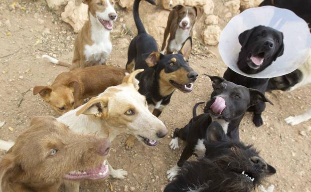 PACMA asegura que el Consell permitirá «el exterminio masivo de perros y gatos» con su nueva ley