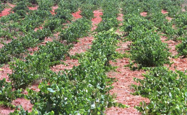 Productores de cava de Utiel-Requena piden a Cebrián que presione al ministerio para lograr 93 hectáreas más de viñedo