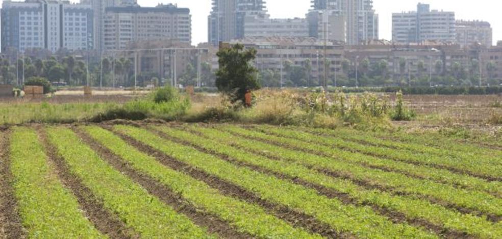 Las obras de una tubería ocuparán hasta cuatro hectáreas de huerta en Campanar