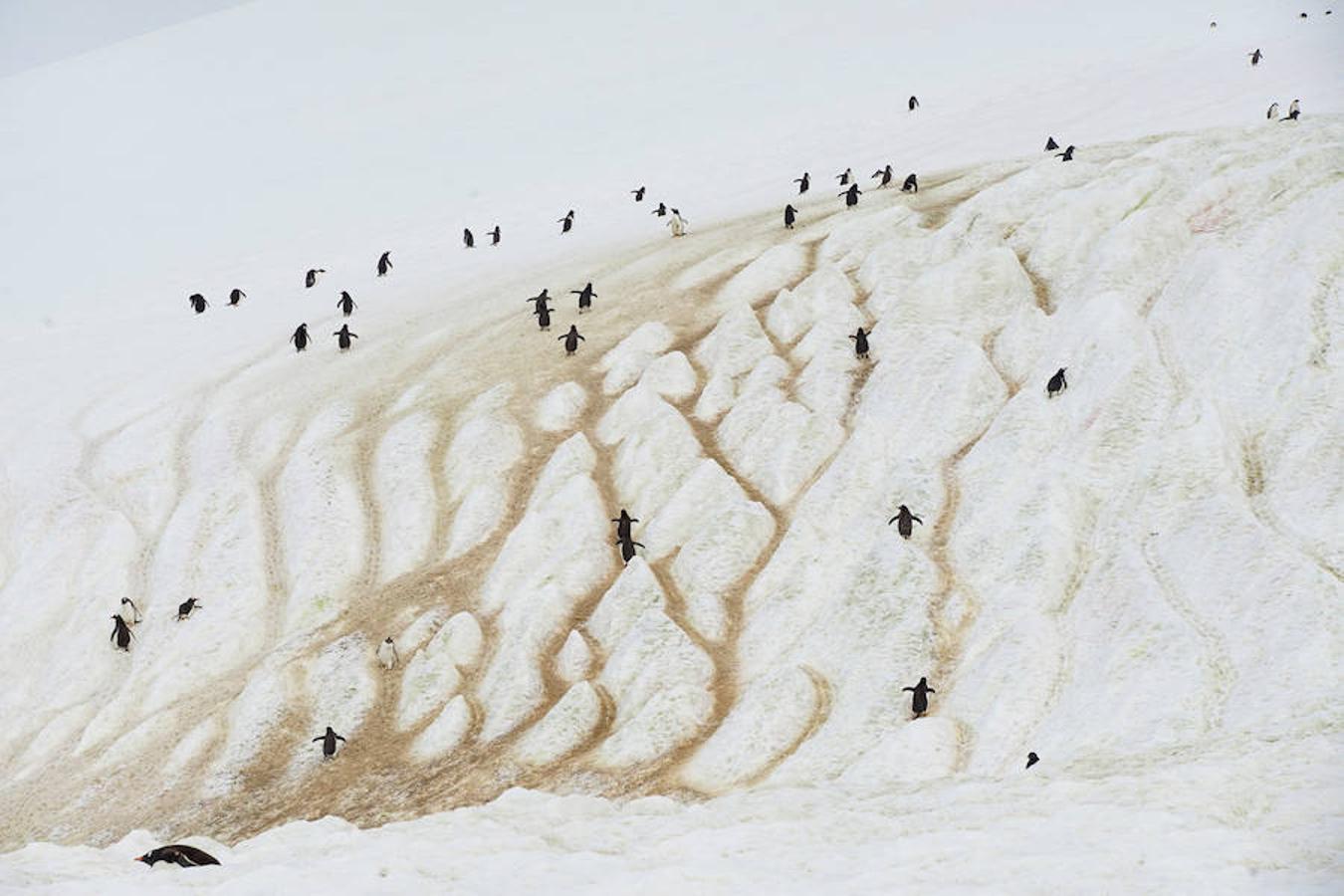 Viaje a la Antártida: focas, pingüinos y belleza glacial