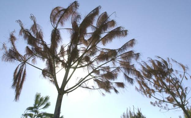 5 rutas para descubrir Valencia a través de sus árboles más impresionantes