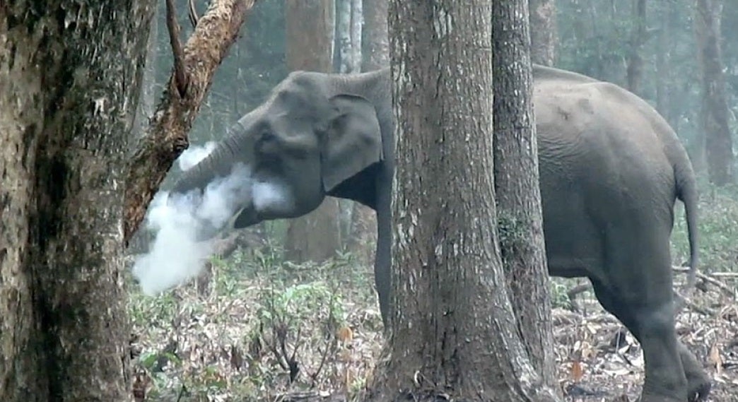 El elefante que echa humo por la boca y ha dejado «perplejos» a los científicos