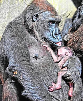 Continúan los nacimientos en Bioparc Valencia