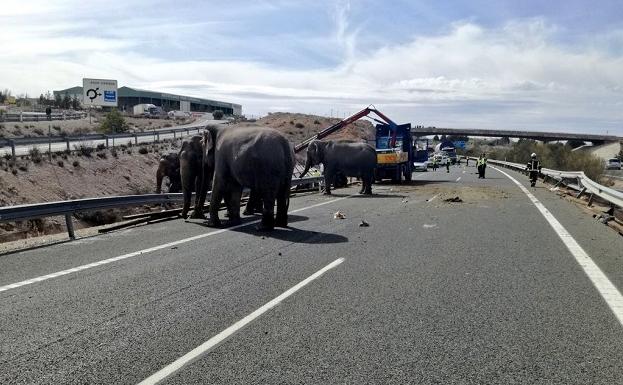 Fallece un elefante y otros 2 heridos por el vuelco del camión en la A-30