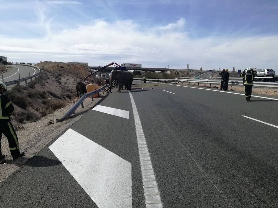 Accidente en la A-30 de un camión con elefantes