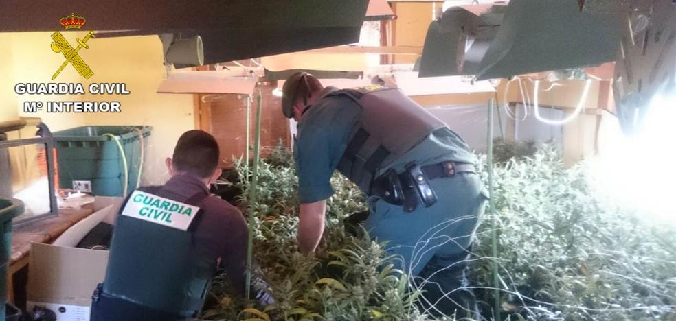 La Guardia Civil desmantela en Pedreguer un cultivo indoor con más de 800 plantas de marihuana