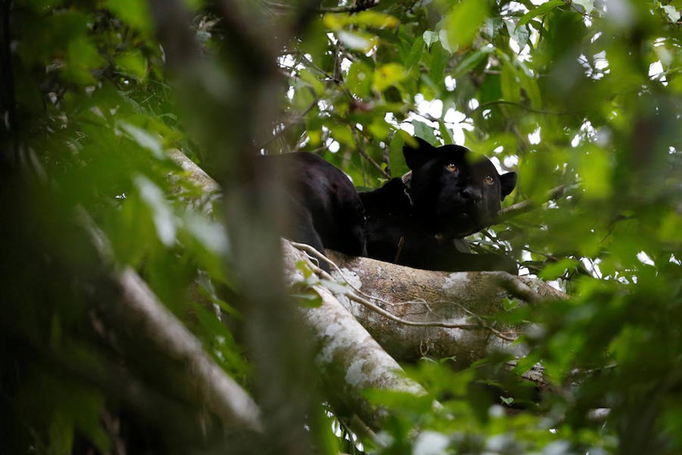 Los jaguares del Amazonas