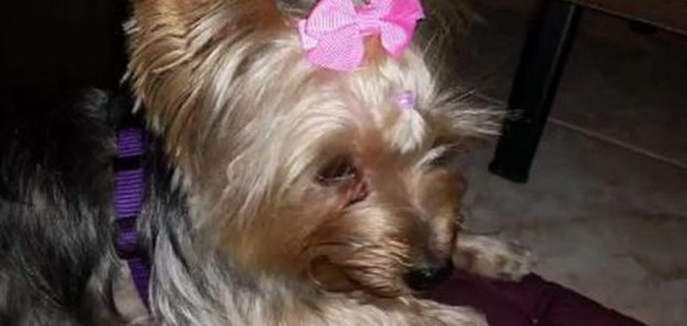 Mil euros de recompensa a quien encuentre una perrita perdida en Torrent