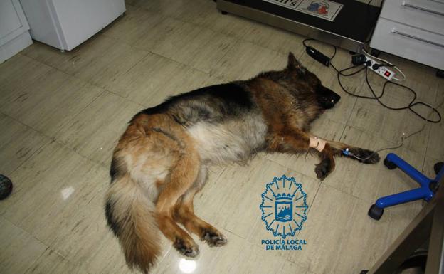 Arrastra a su perro durante 400 metros con una cuerda, le propina patadas y el animal muere tras una cirugía