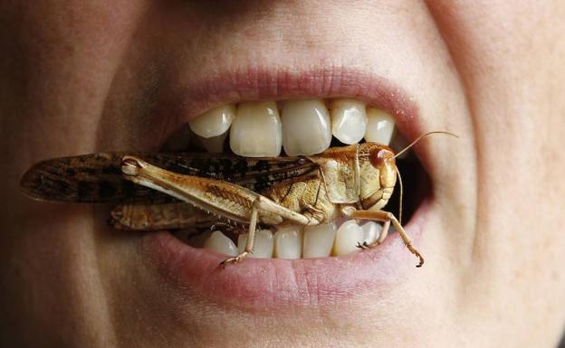 Cada persona se come casi un kilo de insectos al año sin saberlo