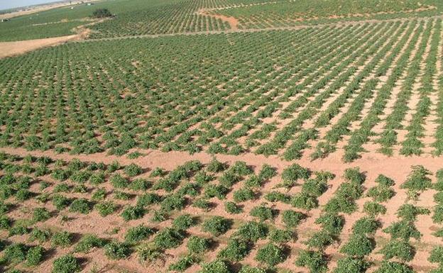 El cambio climático incrementa el grado alcohólico de los vinos de Castilla-La Mancha