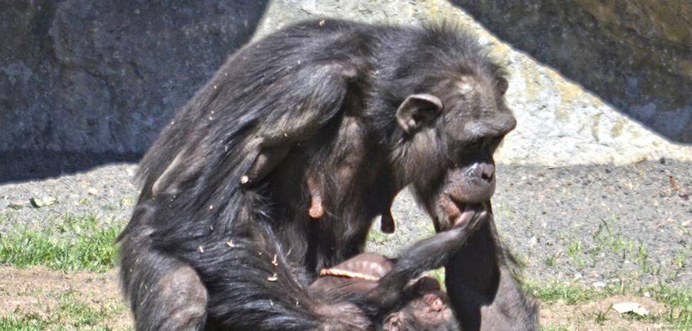 Muere la cría de chimpancé de 10 días nacida ante el público del Bioparc de Valencia