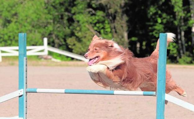 Agility, la actividad perfecta para mejorar el comportamiento