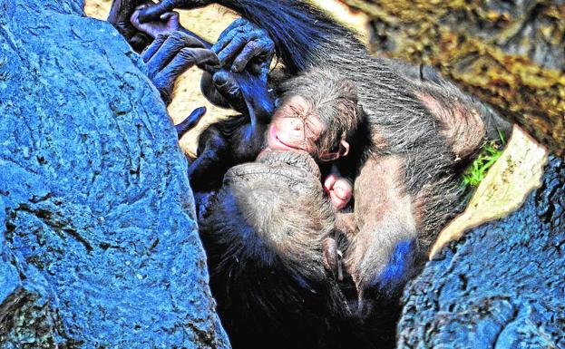 Bioparc Valencia amplía la familia