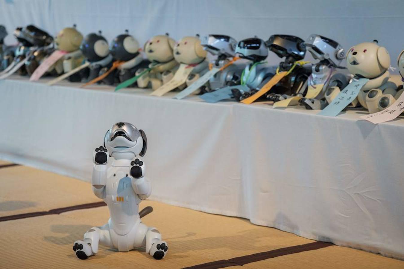 La última y sorprendente moda en Japón: los funerales de perros robot