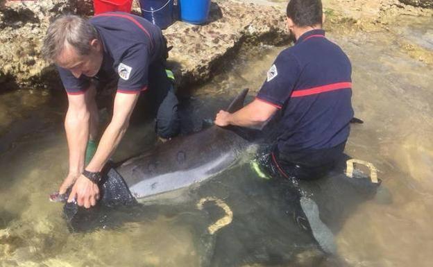 Rescatan un delfín muerto en la orilla de la playa de Xilxes