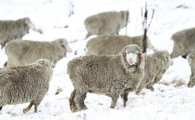 Zara y H&M anuncian que no usarán más lana de mohair