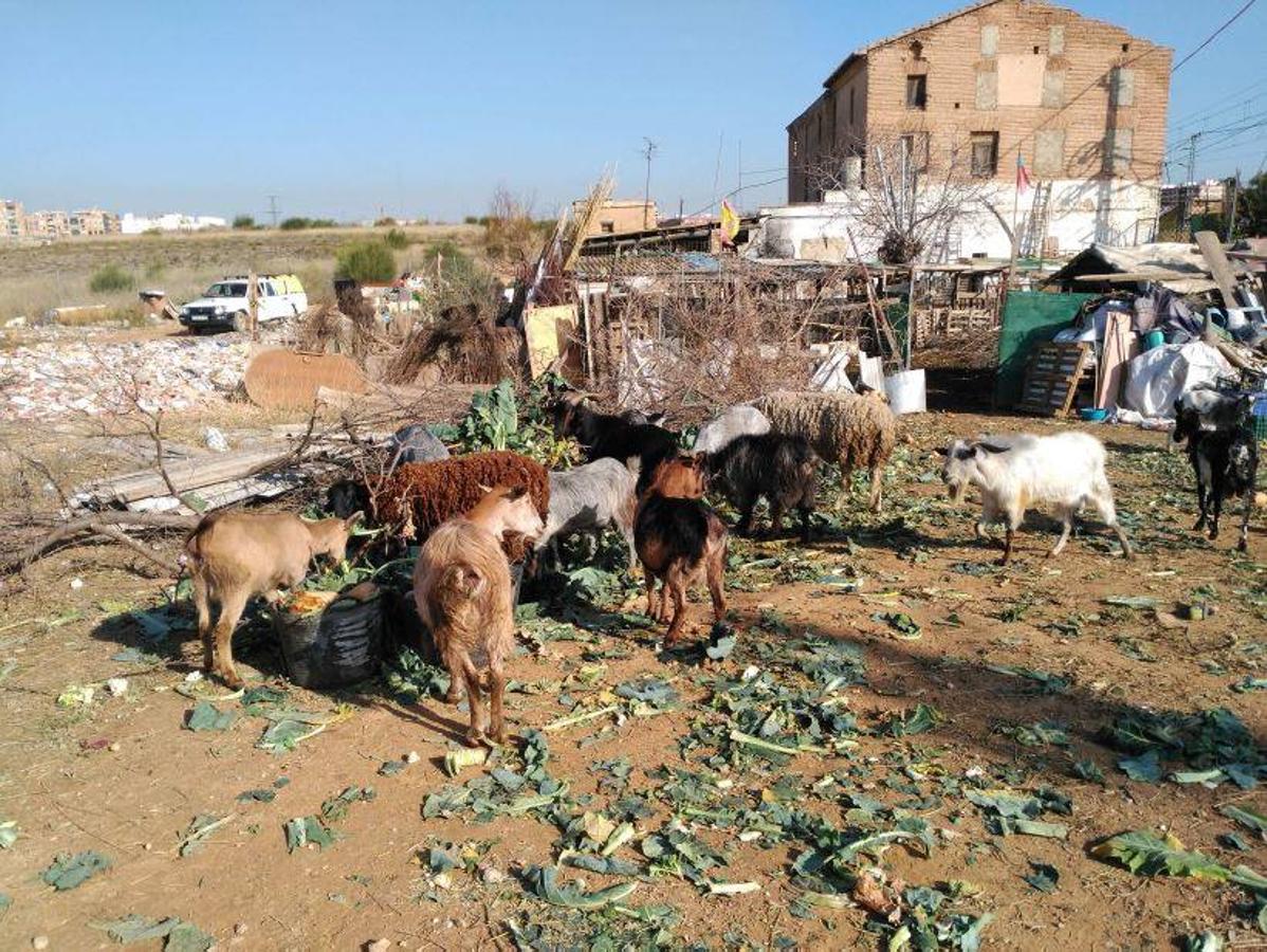 Animales en mal estado en una alquería en Valencia