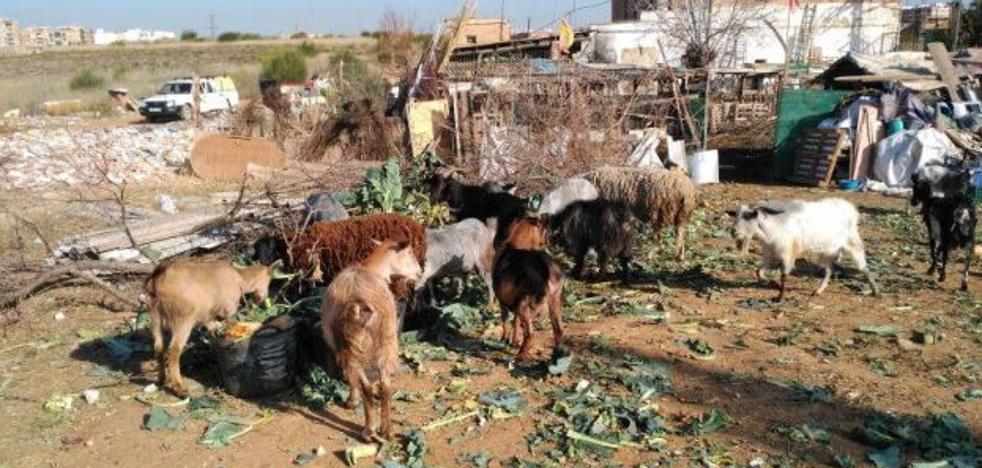 PACMA denuncia al Ayuntamiento por presuntos delitos de maltrato animal y prevaricación