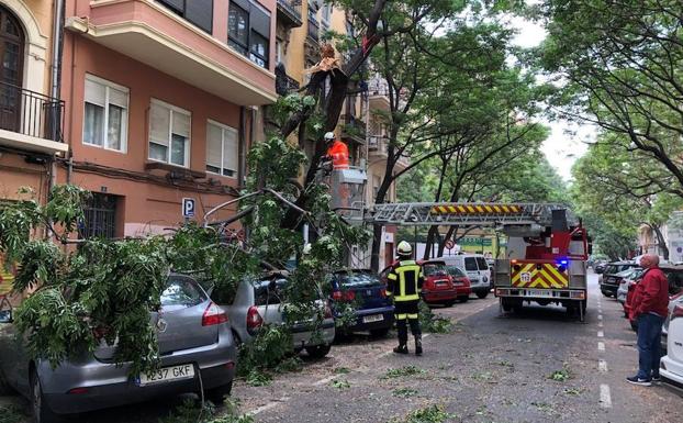 Cae parte de un árbol en una calle de Valencia