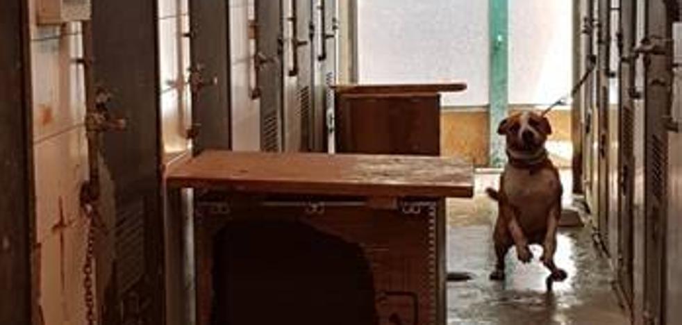 Hacinamiento en el refugio de animales de Valencia