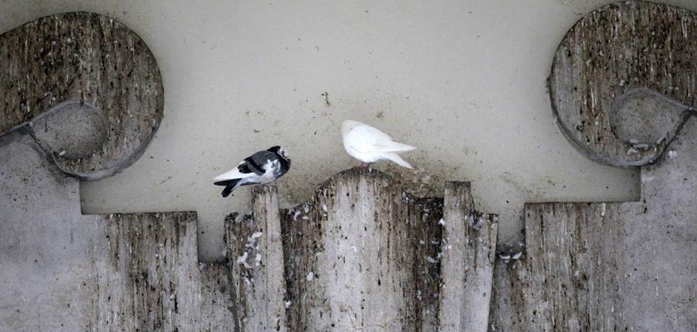 Las palomas tendrán 'antibaby' en 16 barrios
