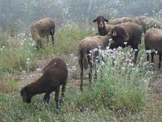 El Ayuntamiento quiere introducir rebaños de ovejas en el nuevo cauce del Turia y Benimàmet